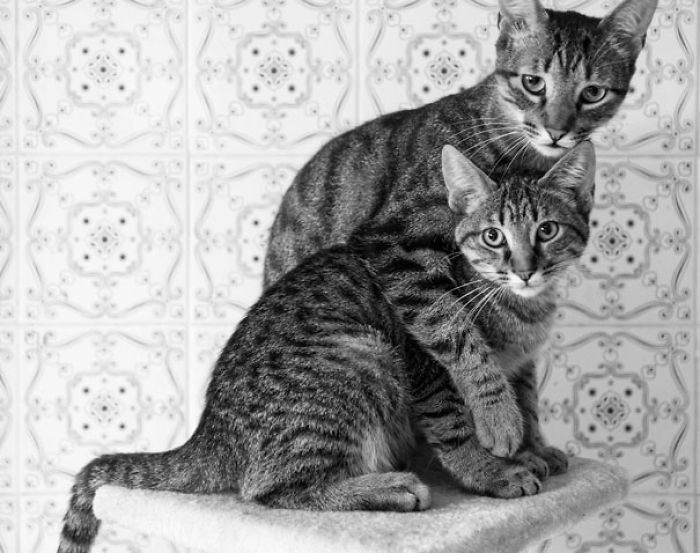 114 Cats Ready For Valentine&#8217;s Day