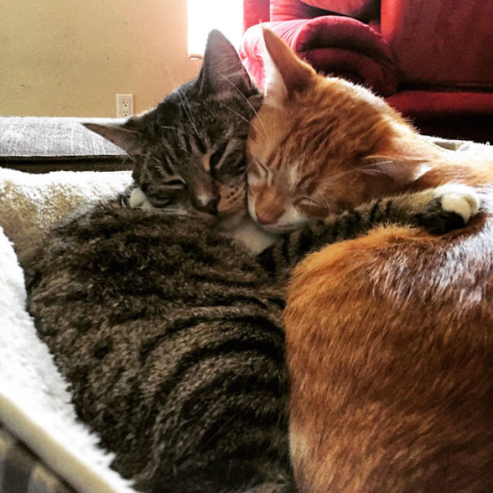 114 Cats Ready For Valentine&#8217;s Day