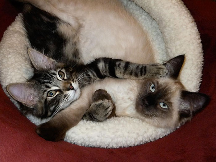 114 Cats Ready For Valentine&#8217;s Day