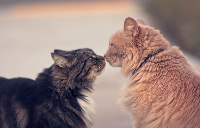 114 Cats Ready For Valentine&#8217;s Day