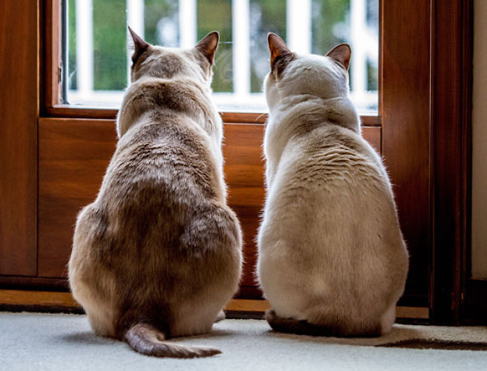 114 Cats Ready For Valentine&#8217;s Day