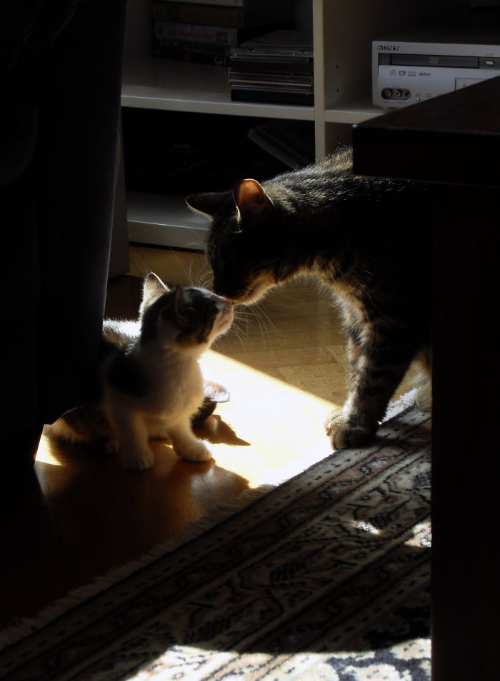 114 Cats Ready For Valentine&#8217;s Day