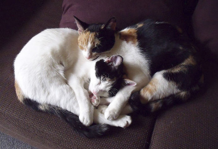 114 Cats Ready For Valentine&#8217;s Day