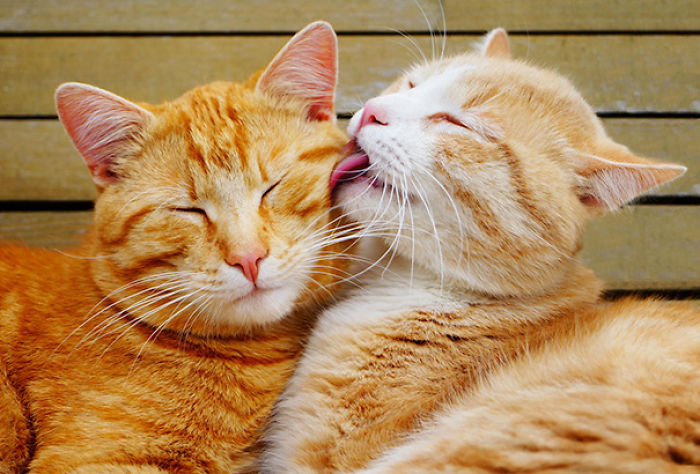 114 Cats Ready For Valentine&#8217;s Day