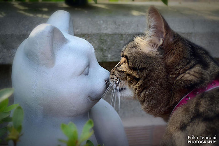 114 Cats Ready For Valentine&#8217;s Day