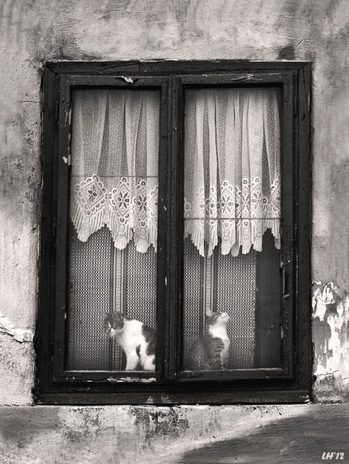 114 Cats Ready For Valentine&#8217;s Day