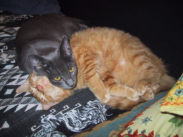 114 Cats Ready For Valentine&#8217;s Day