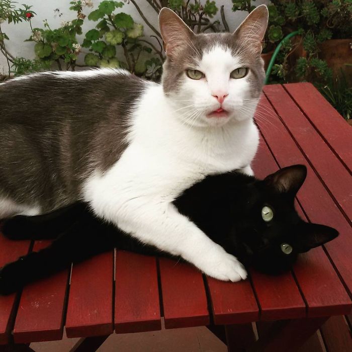 114 Cats Ready For Valentine&#8217;s Day