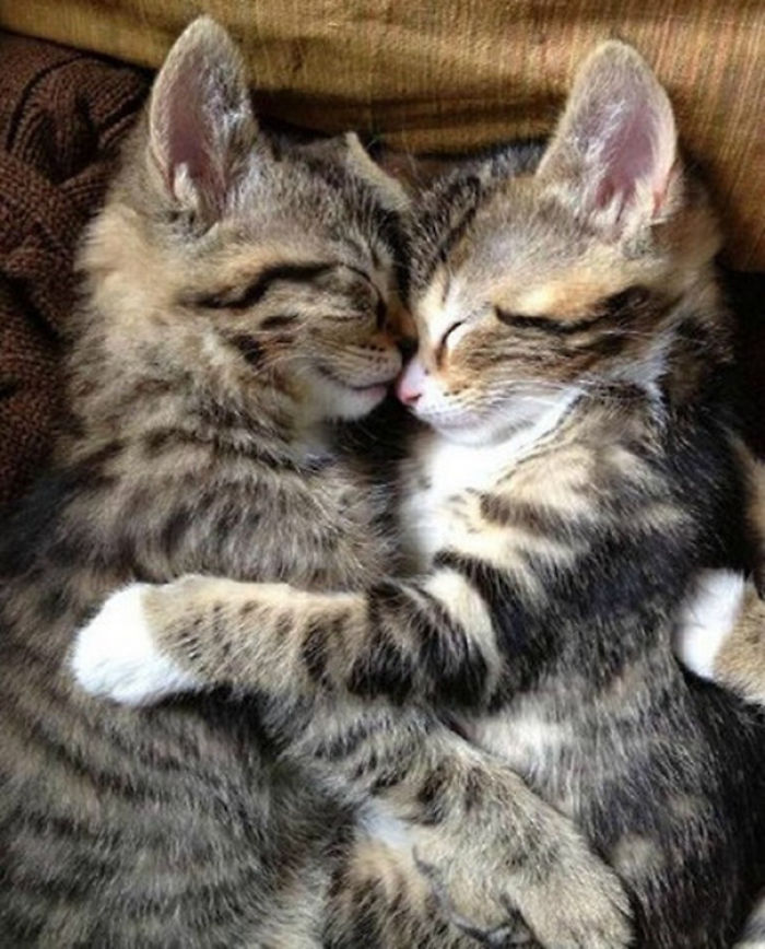 114 Cats Ready For Valentine&#8217;s Day