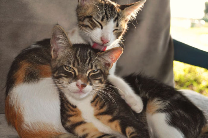 114 Cats Ready For Valentine&#8217;s Day