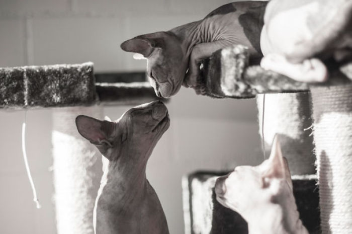 114 Cats Ready For Valentine&#8217;s Day