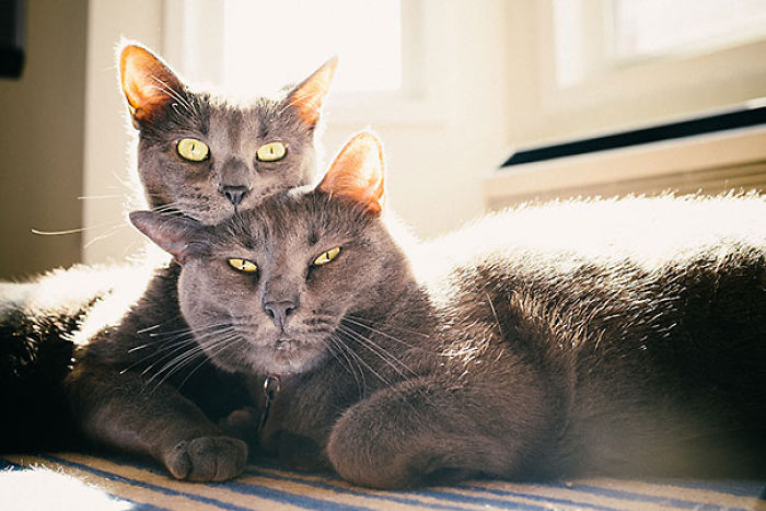 114 Cats Ready For Valentine&#8217;s Day