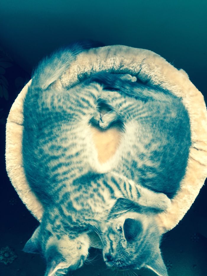 114 Cats Ready For Valentine&#8217;s Day