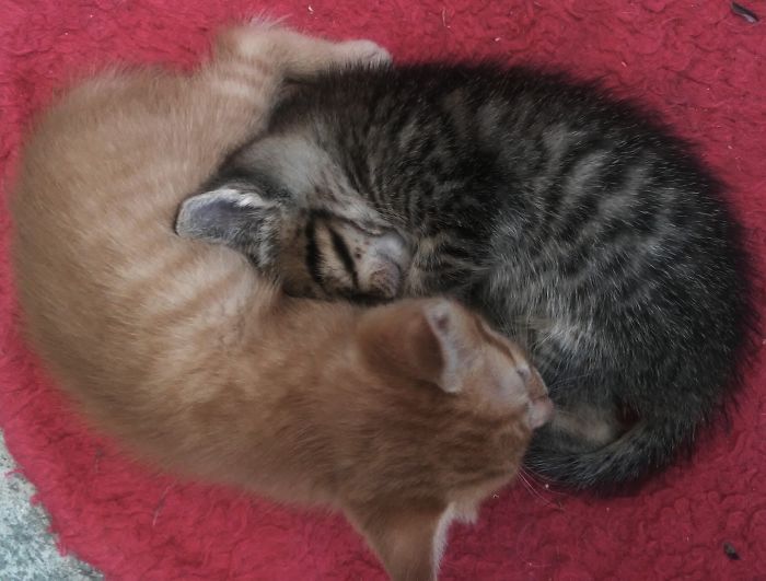 114 Cats Ready For Valentine&#8217;s Day
