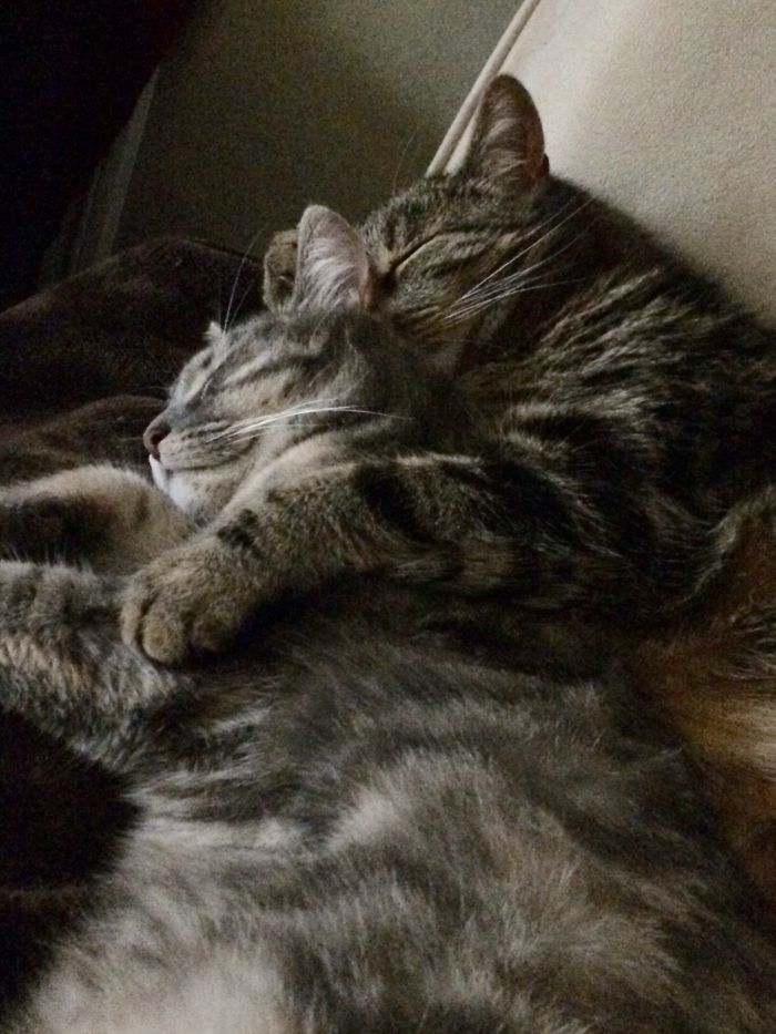 114 Cats Ready For Valentine&#8217;s Day