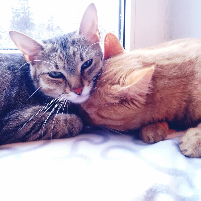 114 Cats Ready For Valentine&#8217;s Day