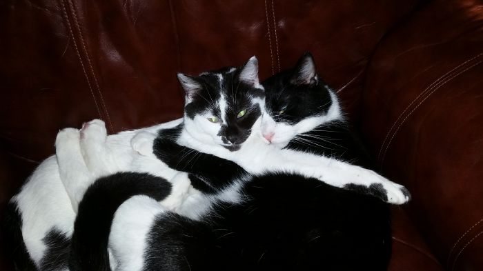 114 Cats Ready For Valentine&#8217;s Day