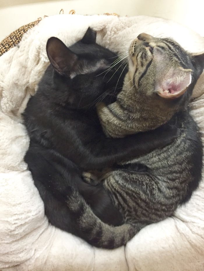 114 Cats Ready For Valentine&#8217;s Day