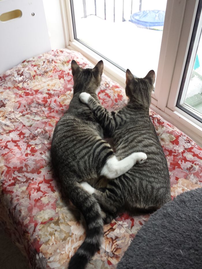 114 Cats Ready For Valentine&#8217;s Day