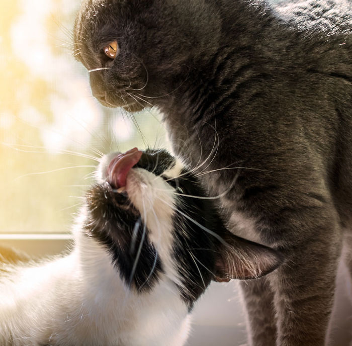 114 Cats Ready For Valentine&#8217;s Day
