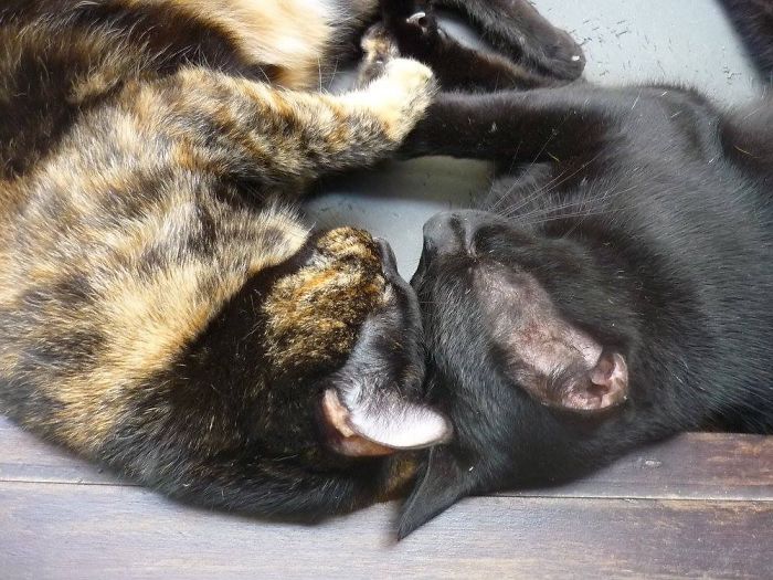 114 Cats Ready For Valentine&#8217;s Day