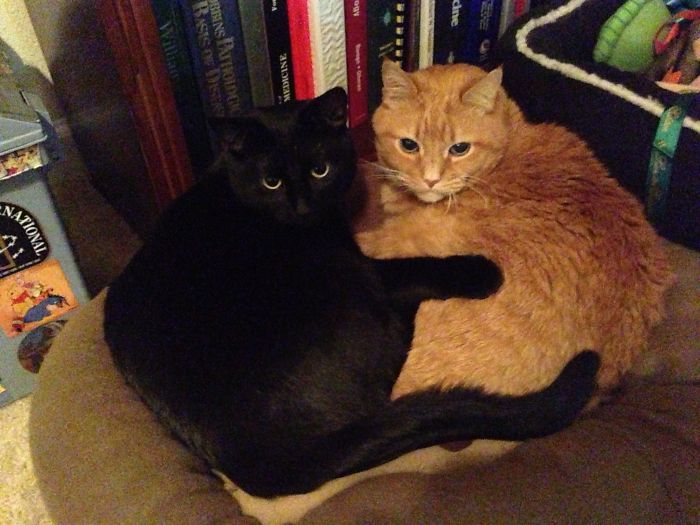 114 Cats Ready For Valentine&#8217;s Day