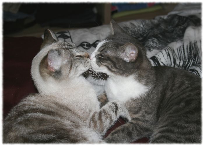 114 Cats Ready For Valentine&#8217;s Day