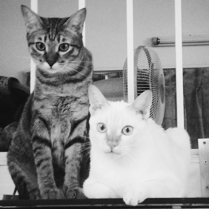 114 Cats Ready For Valentine&#8217;s Day
