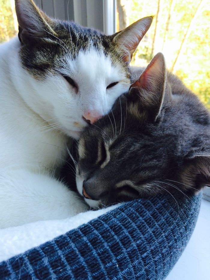114 Cats Ready For Valentine&#8217;s Day