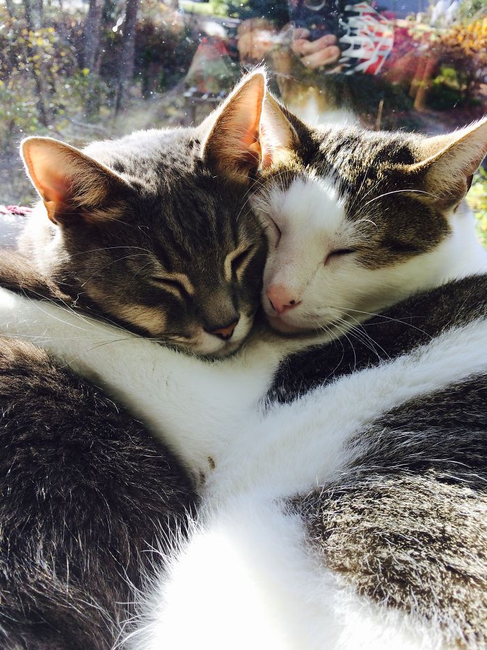 114 Cats Ready For Valentine&#8217;s Day