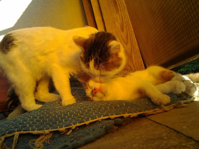 114 Cats Ready For Valentine&#8217;s Day