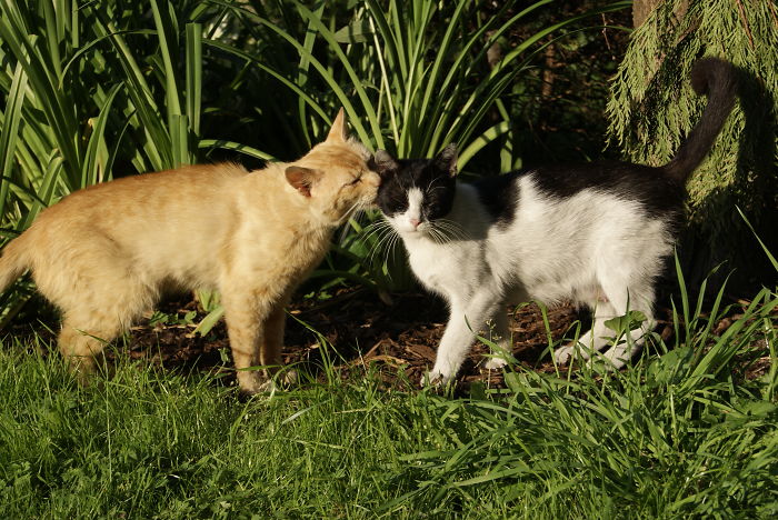 114 Cats Ready For Valentine&#8217;s Day