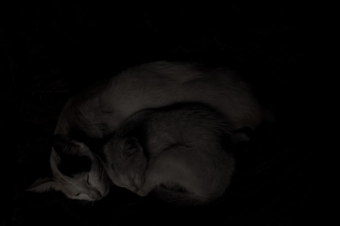 114 Cats Ready For Valentine&#8217;s Day
