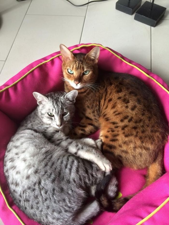 114 Cats Ready For Valentine&#8217;s Day