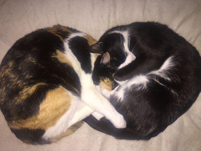 114 Cats Ready For Valentine&#8217;s Day