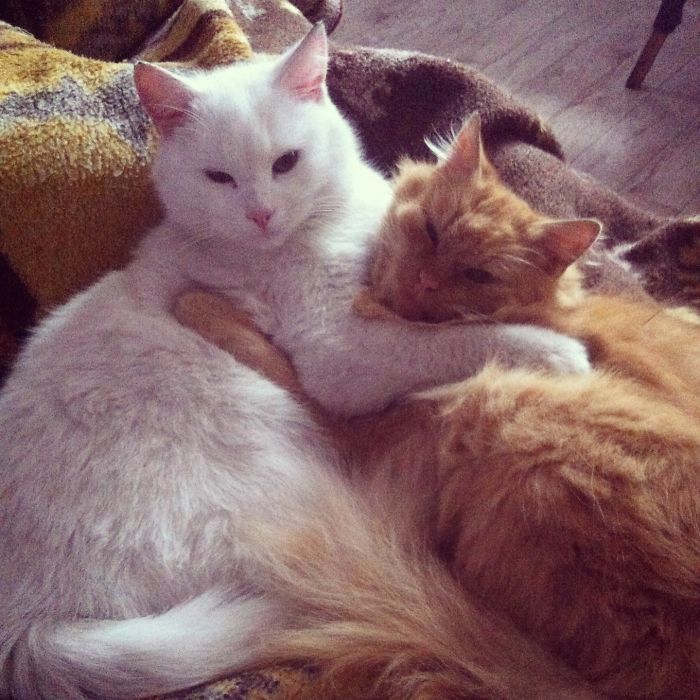 114 Cats Ready For Valentine&#8217;s Day