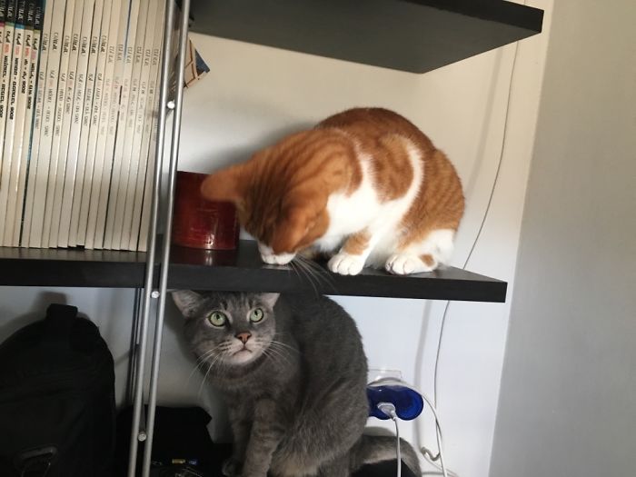114 Cats Ready For Valentine&#8217;s Day