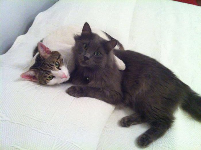 114 Cats Ready For Valentine&#8217;s Day