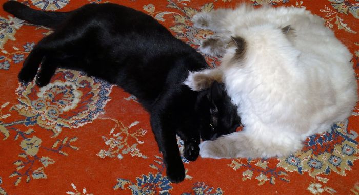 114 Cats Ready For Valentine&#8217;s Day
