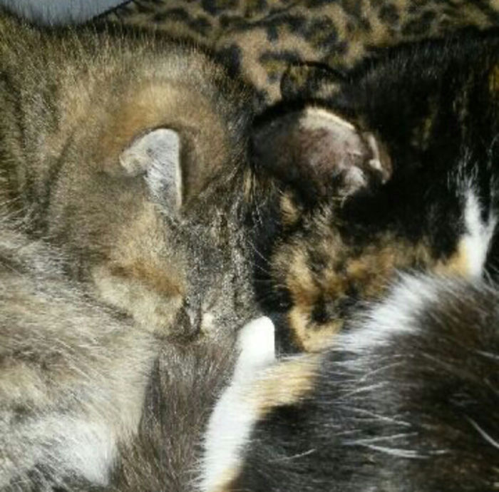 114 Cats Ready For Valentine&#8217;s Day