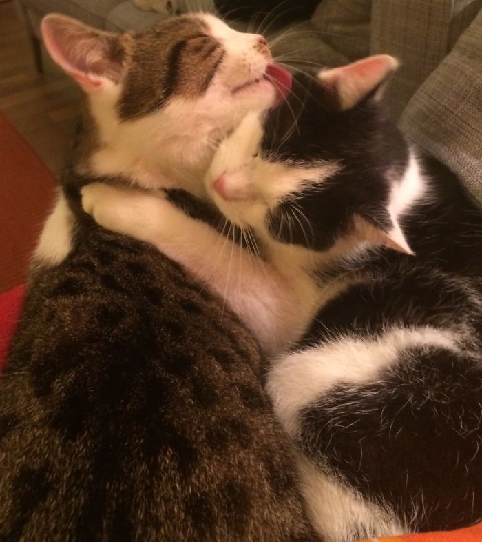 114 Cats Ready For Valentine&#8217;s Day