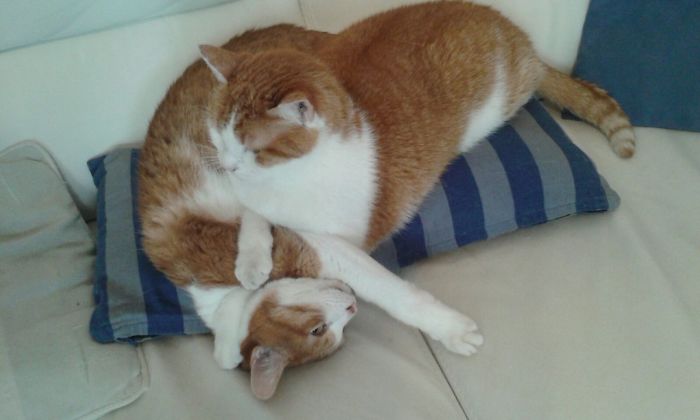 114 Cats Ready For Valentine&#8217;s Day