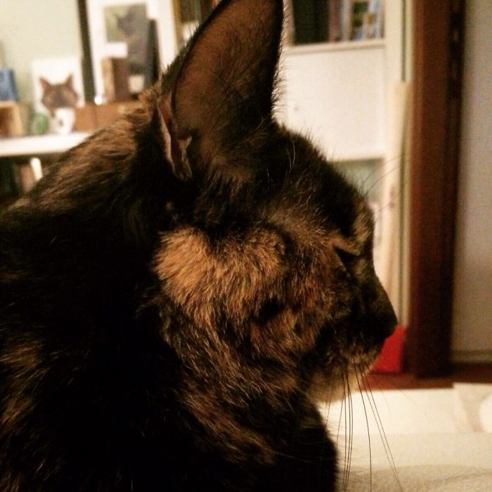 114 Cats Ready For Valentine&#8217;s Day