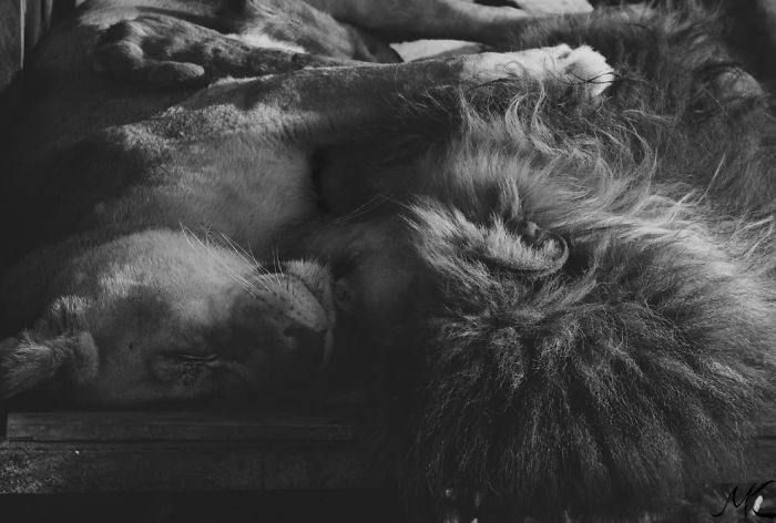 114 Cats Ready For Valentine&#8217;s Day