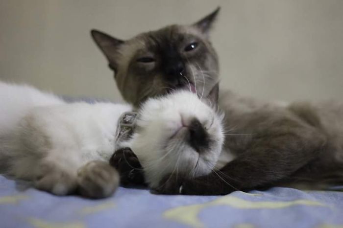 114 Cats Ready For Valentine&#8217;s Day