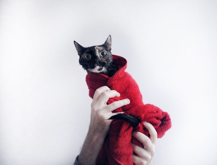 114 Cats Ready For Valentine&#8217;s Day