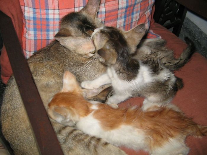114 Cats Ready For Valentine&#8217;s Day
