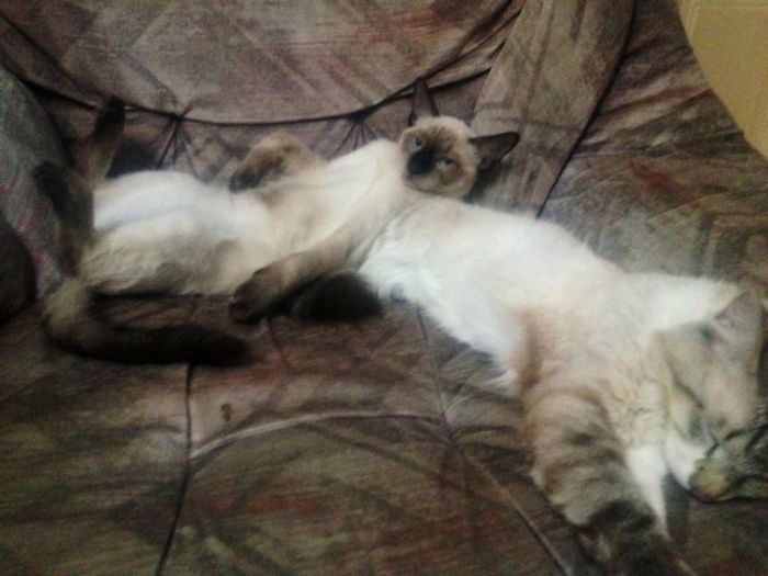 114 Cats Ready For Valentine&#8217;s Day