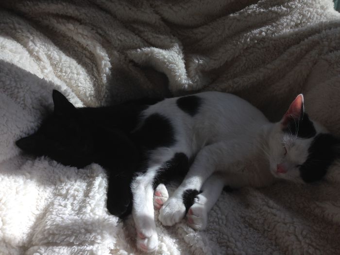 114 Cats Ready For Valentine&#8217;s Day