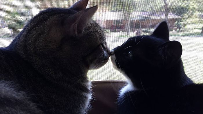 114 Cats Ready For Valentine&#8217;s Day